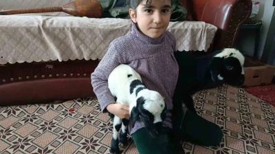 Soğuk hava kuzuları eve taşıdı: Elazığ'da yeni doğan kuzular biberonla besleniyor