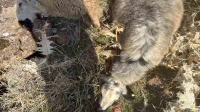 Sürüden ayrılan koyunları kurt kaptı: 28 koyun telef oldu