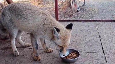 Tilki ile sohbet gülümsetti