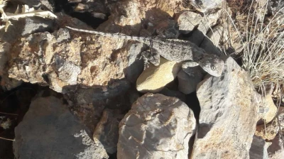 Tunceli'de kırmızı listede bulunan 'Bozkır Keleri' görüldü