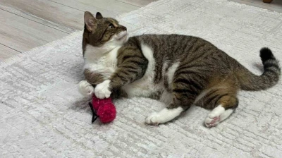 Uzmandan evcil hayvanlarda aşı uyarısı