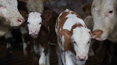 Yıl bitmeden gelen çifte mutluluk: Üreticinin ikiz buzağı sevinci