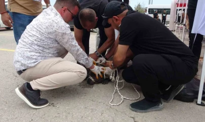 Malatya'da etkinlikte pitbull dehşeti: Bir kadın yaralandı