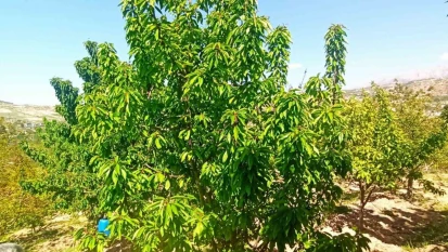 Zirai donun zarara yol açtığı Malatya'da kiraz yaprağı ümit oldu