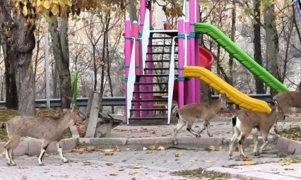 Çocuklar okula gidince, çocuk parkı yaban keçilerine kaldı