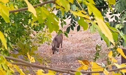 Dağ keçileri sonbahara renk kattı: Tunceli'de görsel şölen