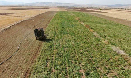 Elazığ'da 37 bin dönüm alanda pancar hasadı başladı