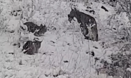 Elazığ'da vaşak ailesi görüntülendi