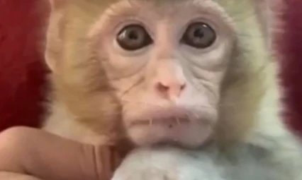 Elazığ'da yakalanan maymun koruma altına alındı