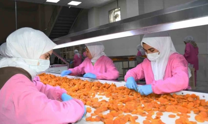 Malatya'da kuru kayısıda 11 ayda 275 milyon dolar gelir elde edildi