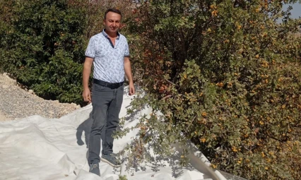 Malatya'da şifa deposu alıçta hasat devam ediyor