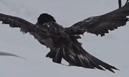 Tunceli'de karlı arazide kara akbaba görüntülendi