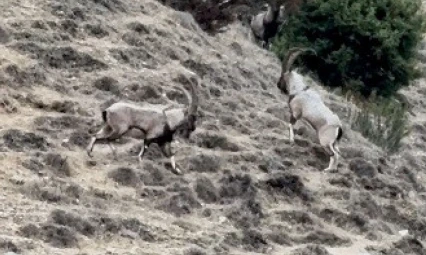 Tunceli'de tekelerin liderlik kavgası kamerada