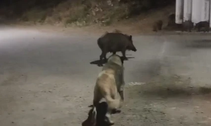 Tunceli'de yaban domuzları şehre indi