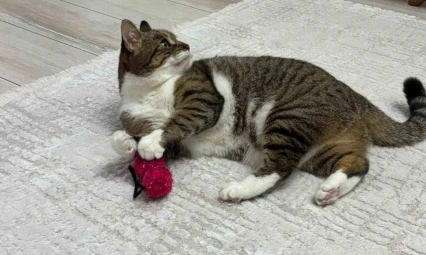 Uzmandan evcil hayvanlarda aşı uyarısı