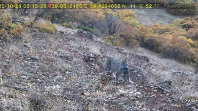 Avlanan vaşak ve yavruları fotokapana takıldı