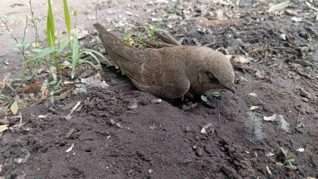Bitkin halde bulduğu ebabil kuşunu besleyip, doğa koruma ekiplerine teslim etti