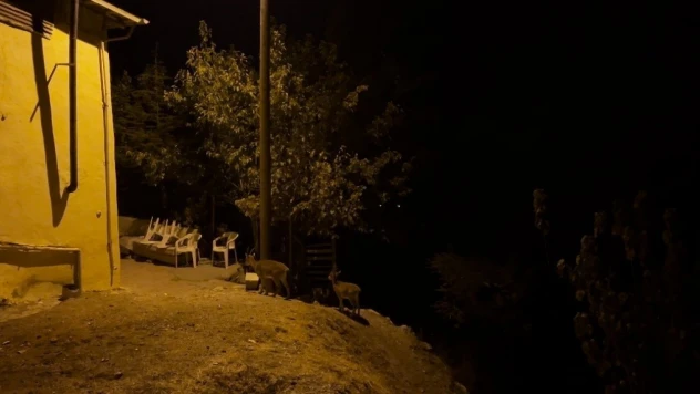 Dağ keçileri evlerin arasında yiyecek ararken görüntülendi