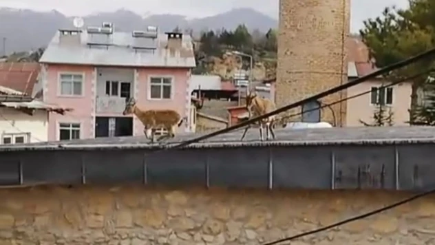 Dağ Keçileri evlerin ve tarihi caminin çatısına çıktı