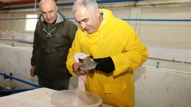 Elazığ'da alabalık sağım çalışmaları sürüyor