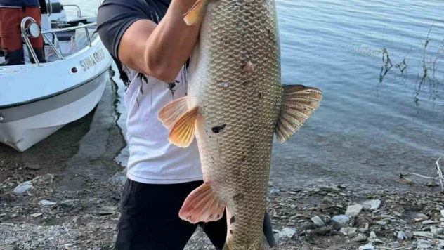 Elazığ'da balıkçı 70  kiloluk turna yakaladı