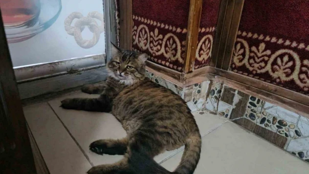 Elazığ'da çay ocağını 4 yıldır mesken tutan 'Bıdık', mahallenin maskotu oldu