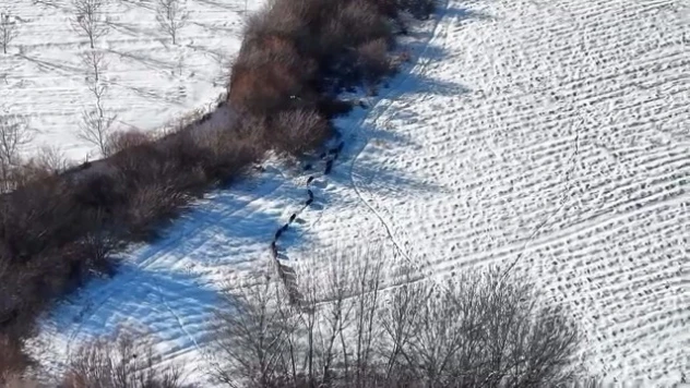 Elazığ'da domuz sürüsü görüldü