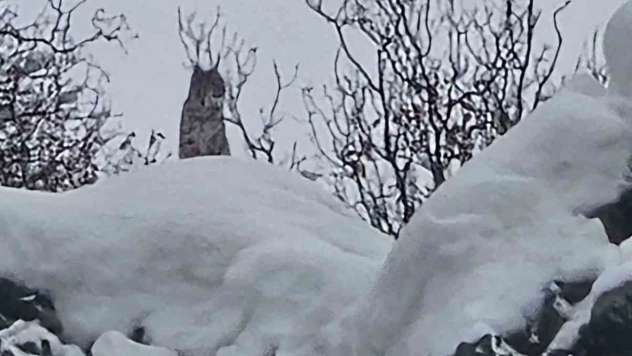 Elazığ'da koruma altındaki vaşak görüntülendi