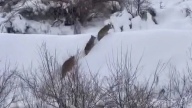 Elazığ'da kurt sürüsü görüldü