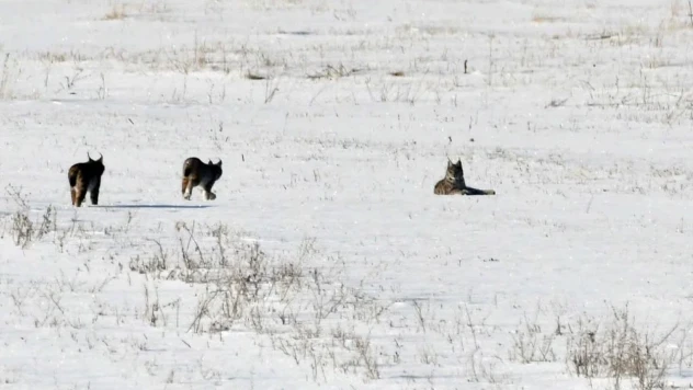 Elazığ'da vaşak ailesi görüntülendi