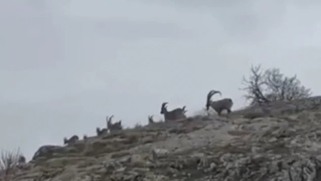 Elazığ'da yaban keçileri sürü halinde görüntülendi