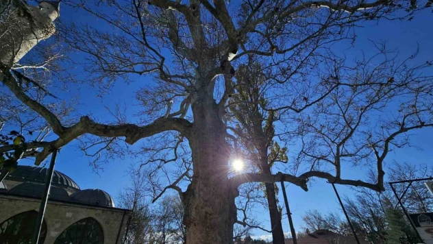 Harput'un 3 asırlık çınarı yıllara meydan okuyor