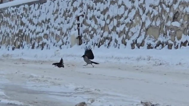 İlçe beyaza büründü, aç kalan kargalar sokaklara indi