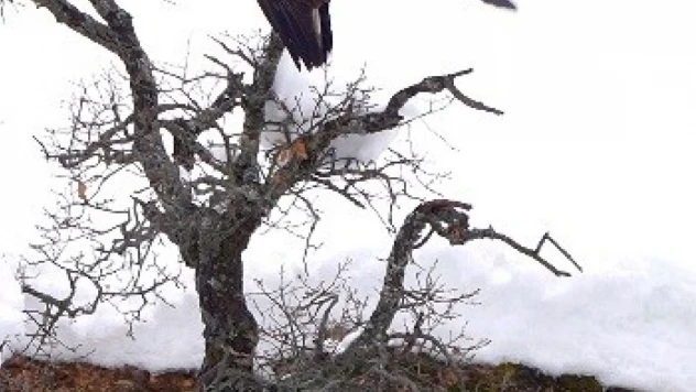 Karganın kartal ile tehlikeli oyunu kamerada