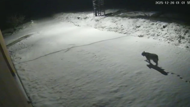 Malatya'da 'vaşak görüntülendi