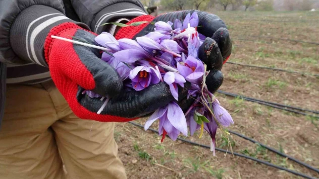 Malatya'da gramı 600 TL olan safran yok satıyor
