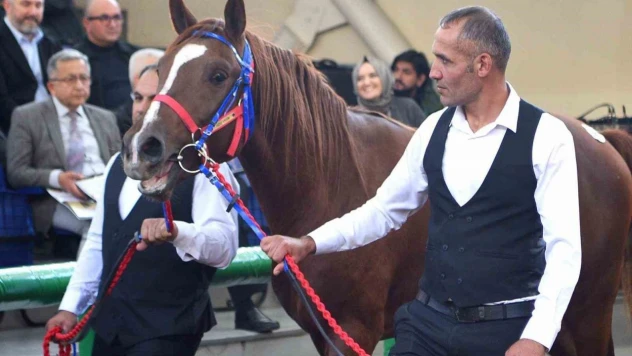 Sultansuyu'nun şampiyon tayları Veliefendi'de rekor fiyatlara satıldı
