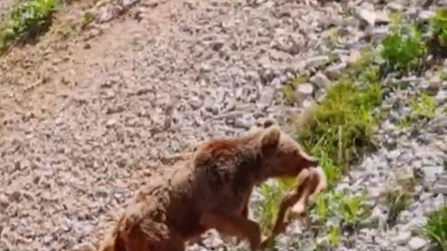 Tunceli'de ayının avı dron ile görüntülendi