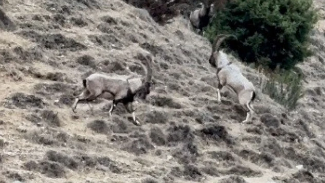 Tunceli'de tekelerin liderlik kavgası kamerada