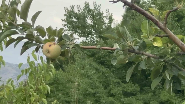 Yüzyılın donu meyve hasadını vurdu: 10 dönümde sadece bir çürük elma kaldı