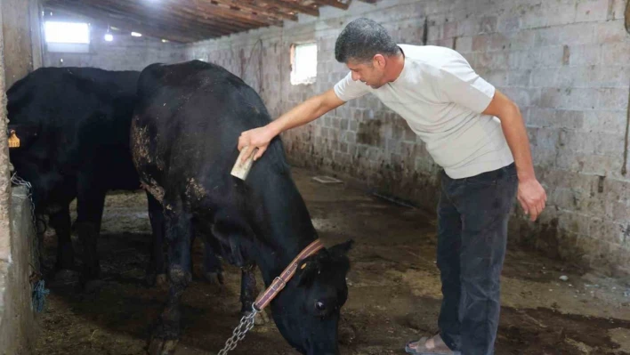 ' Kırsalda Bereket Hayvancılığa Destek' projesi ilk meyvesini verdi