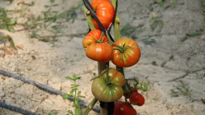 20 bin tohumu toprakla buluşuyor