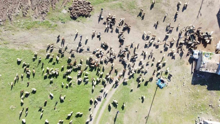 3 bin rakımda koyun ve kuzuların buluşması