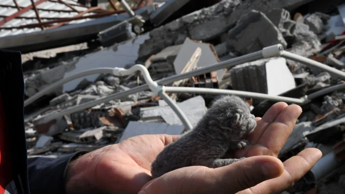 5 günlük yavru kedi enkaz altından sağ olarak kurtarıldı