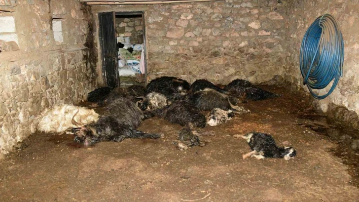 Ağıldaki keçileri telef eden ayı, arı kovanlarını da parçaladı