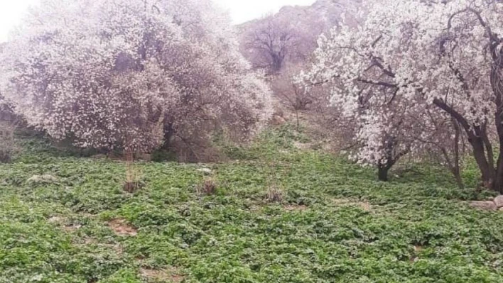 Akdamar Adası'nda badem ağaçları çiçek açtı