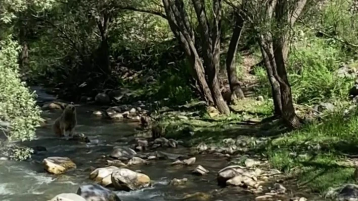 Anne bozayı ve 3 yavrusu su içti, vatandaşlar görüntüledi