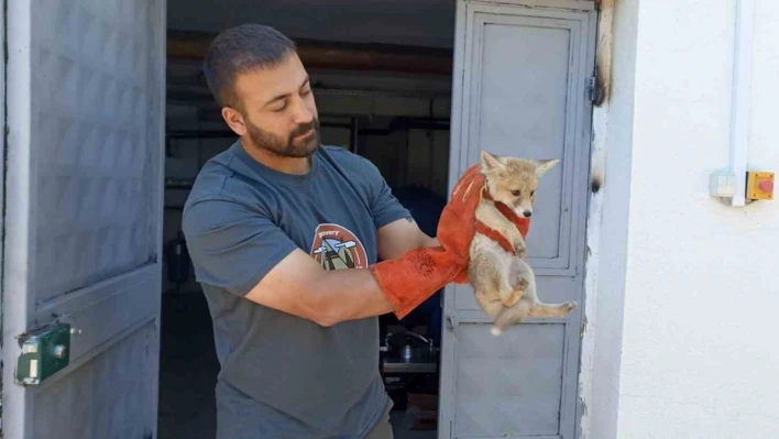 Annesini kaybeden yavru tilki, doğa korumaya emanet