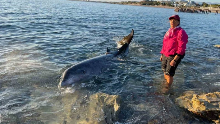Antalya'da otele yerleşen depremzede aile, kıyıya vuran 4 metrelik dev yunusu kurtardı