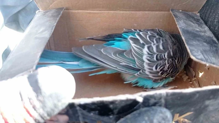 Arama kurtarma ekipleri tarafından bitkin vaziyette bulundu, 'Şans' ismi verildi